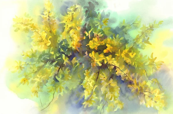 Forsythia flores amarelas fundo aquarela — Fotografia de Stock