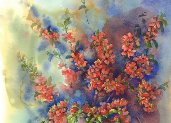 Blooming quince still-life watercolor — Stock Photo, Image