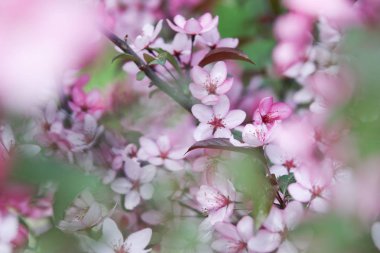 elma çiçeği arkaplanı