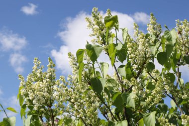 Beyaz Lila çiçek gökyüzü arka plan