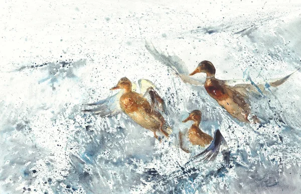 三鸭子在海飞溅水彩背景 — 图库照片