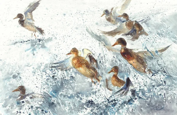 Sekawanan bebek di laut memercikkan cat air latar belakang — Stok Foto