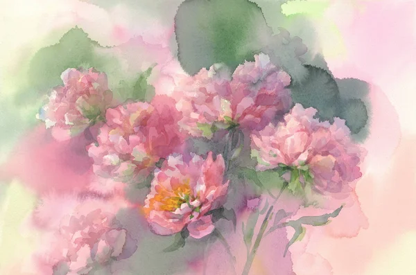 Rosa peonie luce acquerello sfondo — Foto Stock