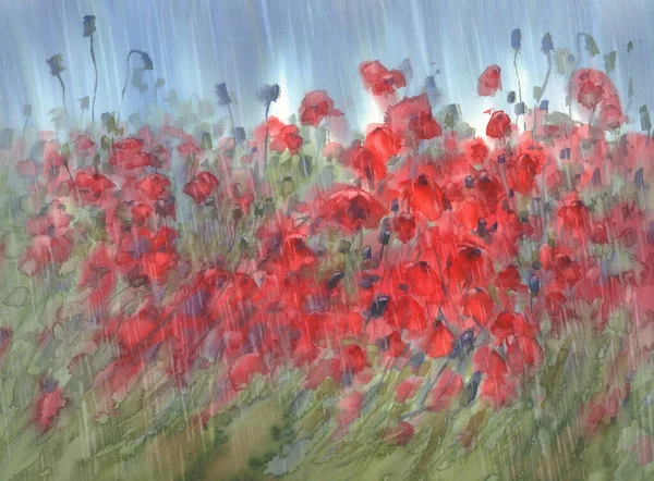 yağmur suluboya arka planda kırmızı haşhaş