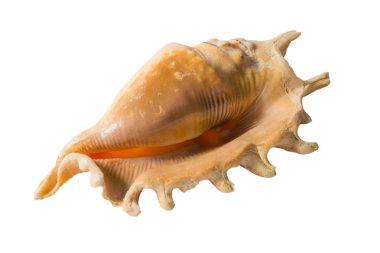 Beyaz arkaplanda deniz kabuğu izole
