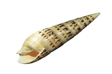 Beyaz arkaplanda deniz kabuğu izole