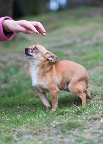 Cute Chihuahua Dog — Stock Photo, Image