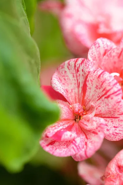 Röd begonia blommor — Stockfoto