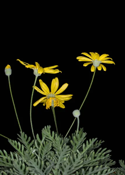 Yellow daisies on black ground — Stock Photo, Image