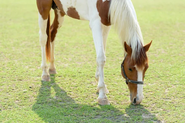 Farm Koń jedzący trawę — Zdjęcie stockowe