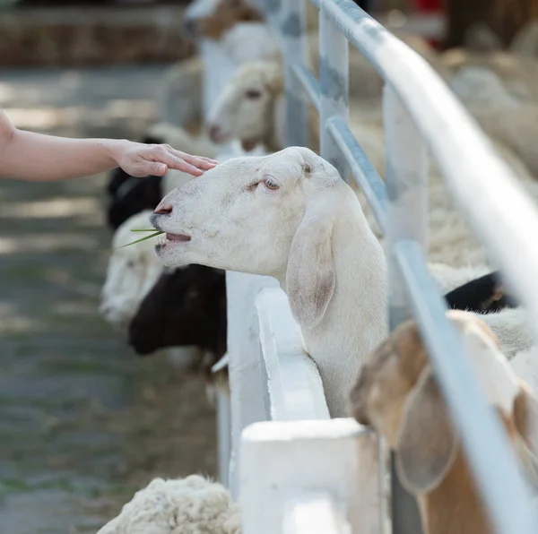 Voeden van de schapen — Stockfoto