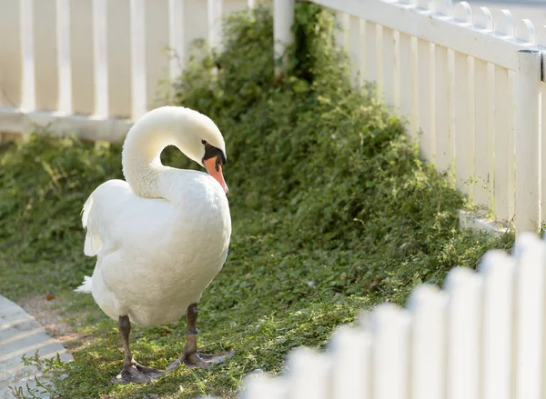 Swan w płocie — Zdjęcie stockowe