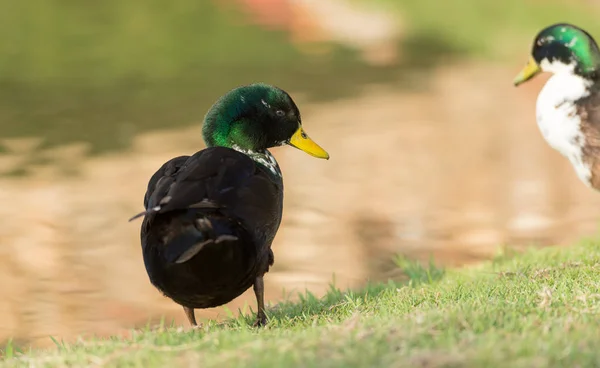 Birds beside the river — Stock Photo, Image