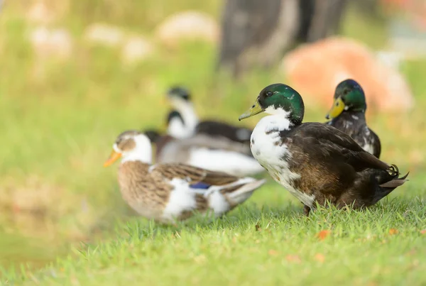 Duck on the grass — Stock Photo, Image