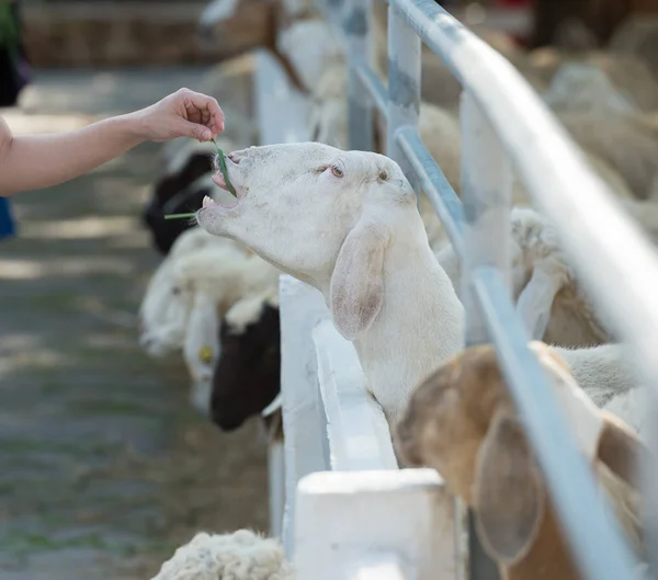 Nourrir les moutons Images De Stock Libres De Droits