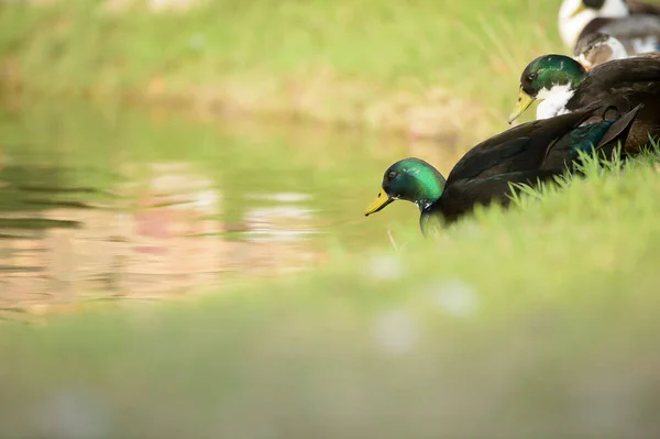 川のそばに鳥 — ストック写真