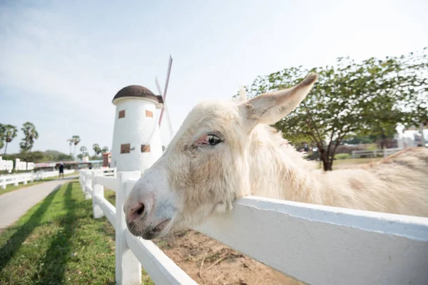 Niedliche Schafe auf dem Bauernhof — Stockfoto