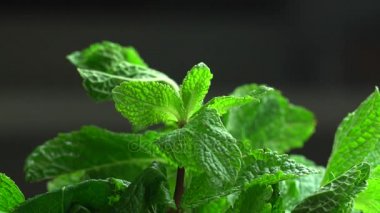 bir yaprak taze nane gözyaşları