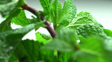 Kamera üzerinde taze nane taşır