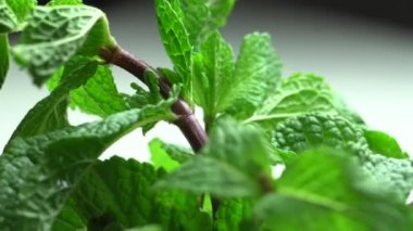 Kamera üzerinde taze nane taşır