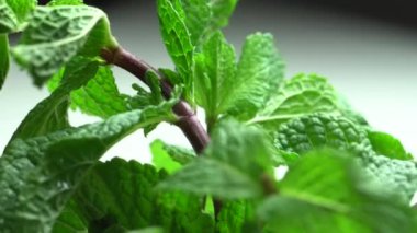 Kamera üzerinde taze nane taşır