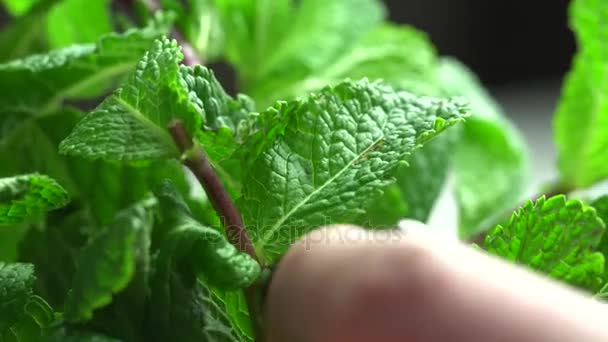 Разрывает лист свежей мяты — стоковое видео