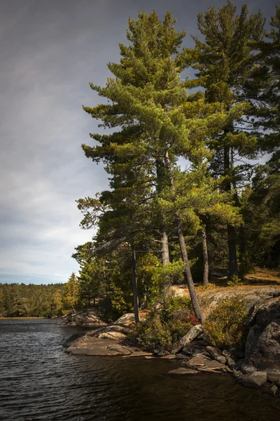 Tall pines on lake shore