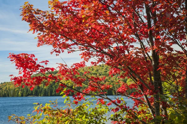 Red maple on lake shore — ストック写真