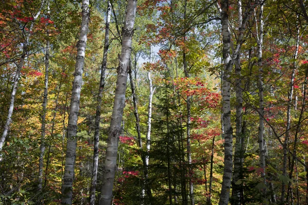 Betulle in foresta di autunno — Foto Stock