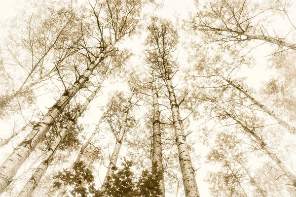 Tall aspens trees — Stock Photo, Image