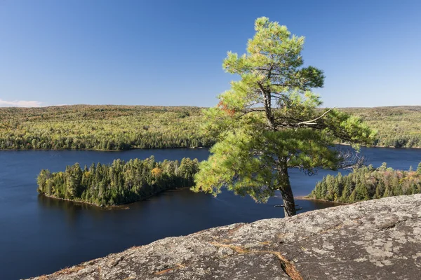 Drzewo sosny z widokiem na jezioro — Zdjęcie stockowe
