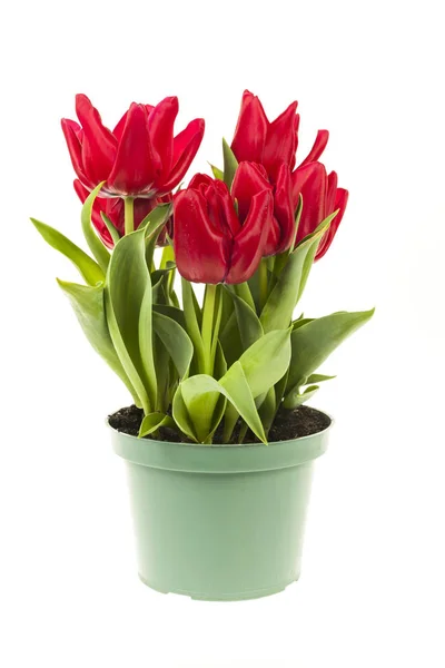 Tulipanes rojos creciendo — Foto de Stock