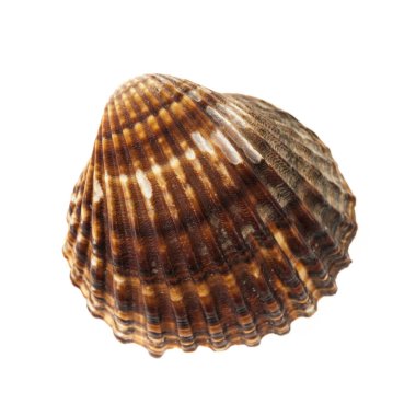 Kahverengi cockle kabuk