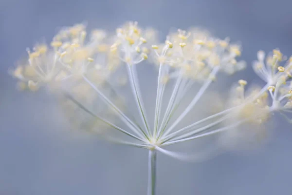 Detailní makro květ kopru — Stock fotografie