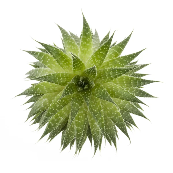 肉质室内植物芦荟 — 图库照片