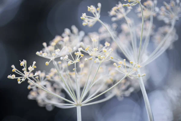 庭の花をクラスター — ストック写真