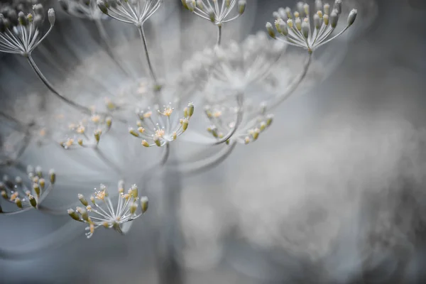 Kvetoucí kopr podrobnosti — Stock fotografie