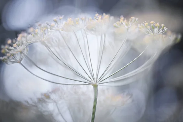 Détails de l'aneth en floraison — Photo