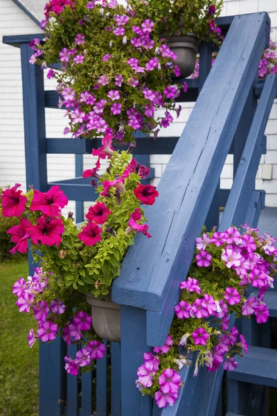 Petúnias na varanda azul — Fotografia de Stock