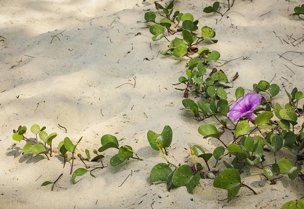 Flor creciendo en la playa de arena —  Fotos de Stock