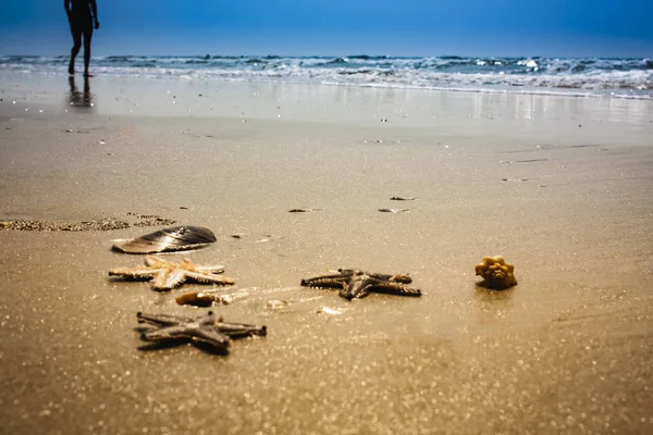 Meeresküste Hintergrund mit Muscheln und Seesternen — Stockfoto