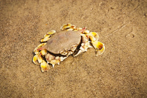 Krabbe am Strand — Stockfoto