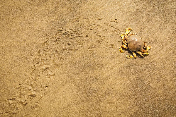Krabben bewegen sich auf dem nassen Sand — Stockfoto