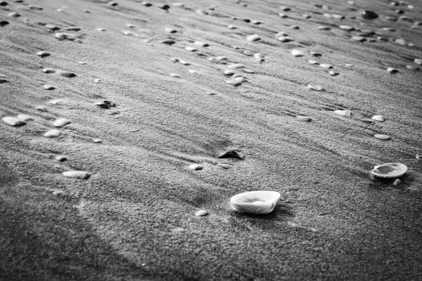 Schelpen op het natte zand zwart-witte achtergrond — Stockfoto