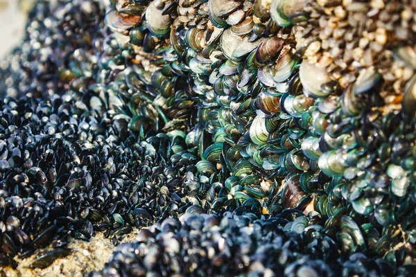 Colonia de moluscos en la orilla del mar — Foto de Stock