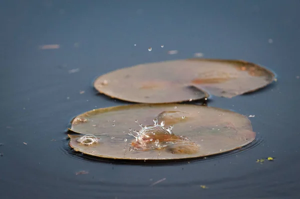 Gota de água caindo sobre a Lily em uma lagoa — Fotografia de Stock