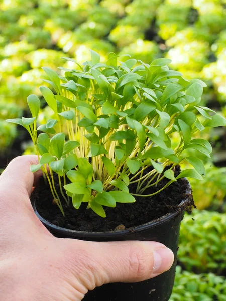 Ervas frescas da manjerona que crescem no potenciômetro, prendidas na mão, acima de outro p — Fotografia de Stock