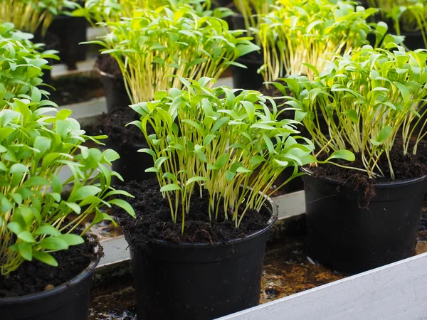 Hierbas frescas creciendo en macetas, en un invernadero —  Fotos de Stock