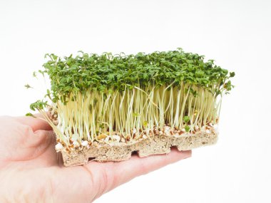 Closeup elinde, su teresi