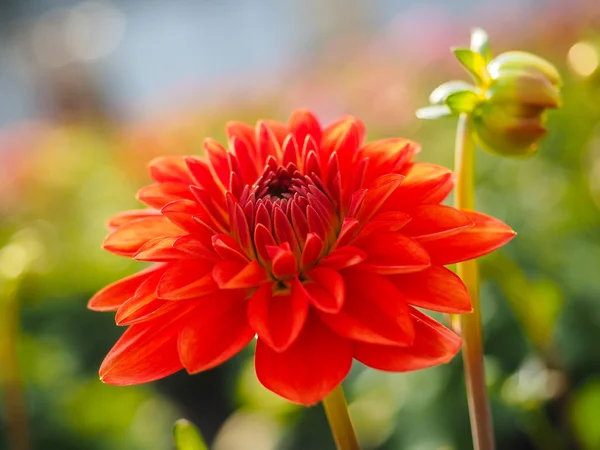 Closeup of dahlia flower with bud at closeup — Stock Photo, Image